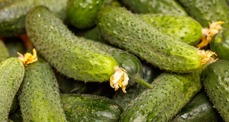A bunch of cucumbers with a few of them having yellow flowers