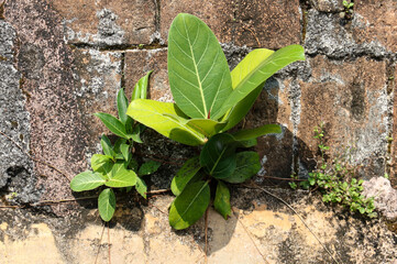 A small plant is growing on a wall