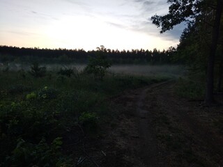 
Sunset in the forest. Evening time in the forest. Summer landscape of forest and meadow with a lingering evening fog, for Creating atmospheric summer landscapes
