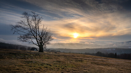 Samotne Drzewo Na Hali Jaworowej w Brennej z dramatycznie wyglądającym niebem i zbliżającym się zachodem słońca.