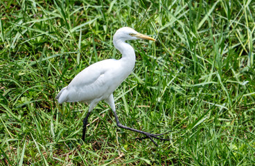 Fototapeta premium A white bird is walking through a field of grass