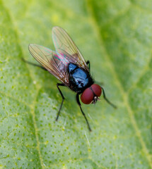 A blue and black fly is on a green leaf