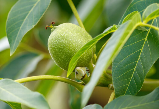 A green nut is hanging from a tree