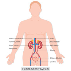 The human urinary system also known as the renal system.