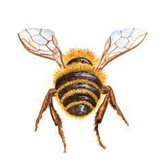 Hand drawn watercolor flying honey bee, back view