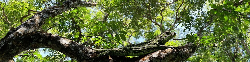 Deep jungle canopy with vibrant reptiles in mid-day sunlight