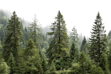 Majestic evergreen forests in foggy mountains nature photography. Isolated on transparent background, png.