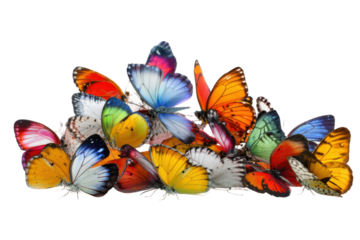 Colorful butterfly collection nature photography close-up beauty. Isolated on transparent background, png.