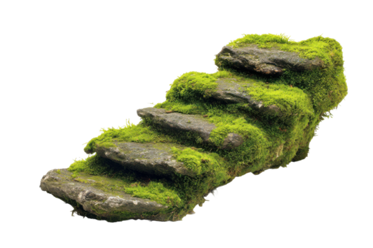 Nature pathway steps covered in moss outdoor environment close-up. Isolated on transparent background, png.