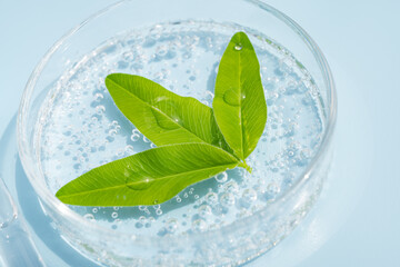 petri dish with cosmetics gel and green leaves. Top view,liquid cosmetic. Herbs natural ingredients.