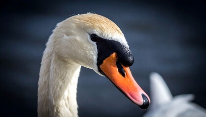 Fototapeta premium Close-up of a swan's head and neck
