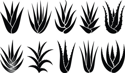 Black aloe vera plant silhouettes succulent botanical