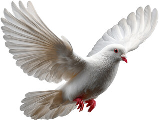 Obraz premium Flying Dove: Capturing the elegance and purity of a pristine white dove in mid-flight, with wings spread against a clear backdrop, symbolizing peace and freedom.
