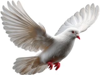 Flying Dove: Capturing the elegance and purity of a pristine white dove in mid-flight, with wings spread against a clear backdrop, symbolizing peace and freedom.