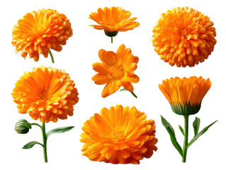 Collection of Radiant Calendula Blossoms: A captivating assortment of vibrant, sun-kissed calendula flowers, showcasing their intricate textures and brilliant orange hues.