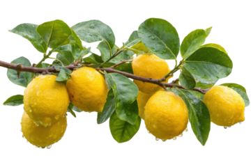 Harvesting fresh lemons orchard food photography natural setting. Isolated on transparent background, png.
