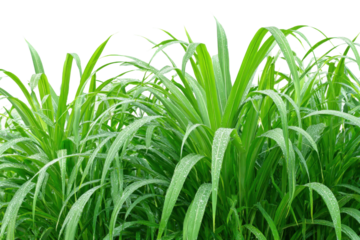Lush green grass growth nature plant photography outdoor close-up. Isolated on transparent background, png.