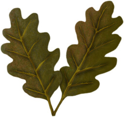 two oak leaves