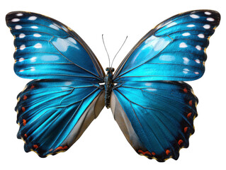 Exquisite Butterfly: A mesmerizing butterfly with wings of captivating shades of blue, showcased in exquisite detail. Capturing the intricate beauty and ephemeral nature of this winged wonder.