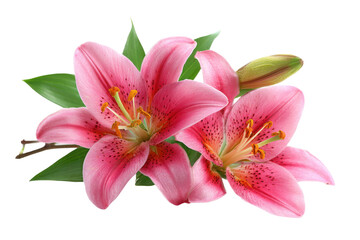 Fototapeta premium Beautiful pink lilies blooming in a bright studio environment. Isolated on transparent background, png.