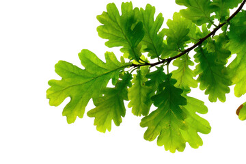 Captivating oak leaves in bright light nature plant life close-up. Isolated on transparent background, png.