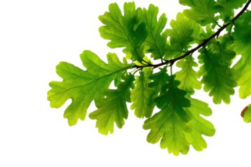 Captivating oak leaves in bright light nature plant life close-up. Isolated on transparent background, png.