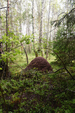 Large anthill in lush green forest during summer season