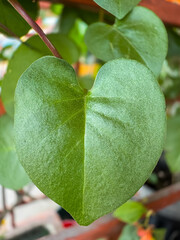 Close-up of Binahong Leaf or Anredera cordifolia with Heart-Shaped Green Foliage