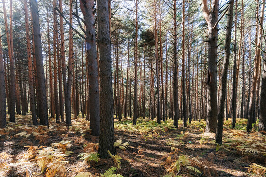 Fototapeta Sunlit pine forest with dense trees and ferns in a tranquil natural setting