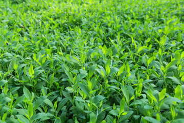 Young knotgrass stems, bottom view close-up in selective focus