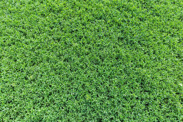 Meadow overgrown with knotgrass in overcast morning, top view