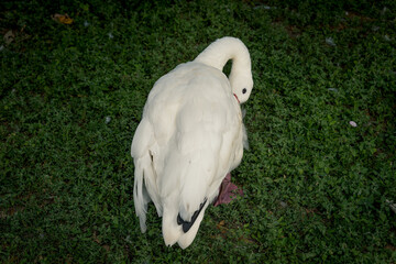 Majestic white swan gracefully grazing on lush green grass in a serene park during twilight hours