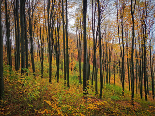 Fototapeta premium A vibrant autumn forest scene with tall, slender trees and colorful foliage covering the hillside. Captured in the Bükk Mountains.