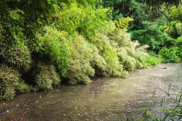 Obraz premium Lush bamboo vegetation cascading along a tranquil riverbank in a serene forested area on a rainy day