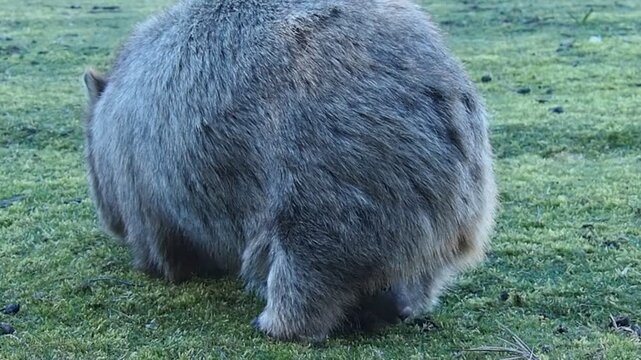 wombat baby in mom's pouch