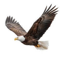 Fototapeta premium Majestic bald eagle in mid flight with wings spread wide isolated on transparent background