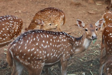 a group of spotted deer in a cage located in one of the zoos in Indonesia
