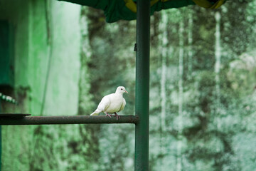 pigeon resting outdoors,rustic bird photography,solitary white bird perch,white dove on railing,dove under green shade stock photo.




