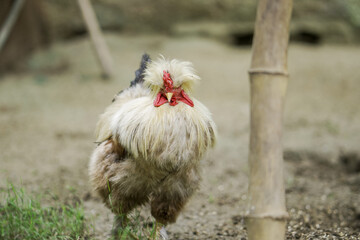 funny looking chicken close-up, fluffy rooster walking on ground, exotic breed chicken in rural area, shaggy farm bird in dirt, dirty white chicken outdoors stock photo.





