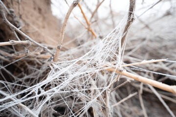 Frozen spiderweb on dried brush
