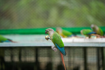 green-cheeked parrot on branch, tropical bird with red tail, exotic bird inside birdhouse, parrot resting on wooden perch, pet bird sitting in aviary stock photo.





