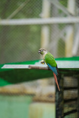 green-cheeked parrot on branch, tropical bird with red tail, exotic bird inside birdhouse, parrot resting on wooden perch, pet bird sitting in aviary stock photo.





