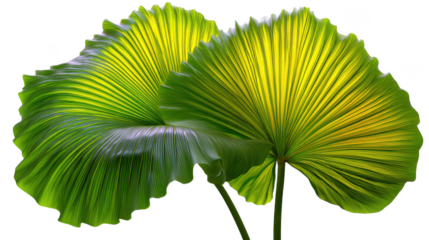 Close up of vibrant green pleated fan palm leaves isolated on transparent background