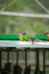 green-cheeked parrot on branch, tropical bird with red tail, exotic bird inside birdhouse, parrot resting on wooden perch, pet bird sitting in aviary stock photo.





