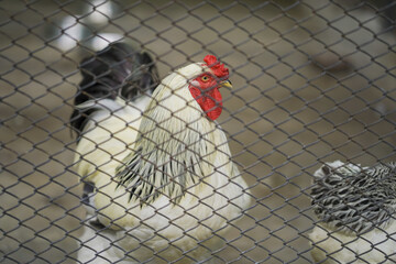 chicken inside wire enclosuren,white hen near fence mesh, farm rooster in captivity, white rooster behind fence, caged poultry close-up.




