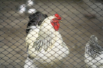 chicken inside wire enclosuren,white hen near fence mesh, farm rooster in captivity, white rooster behind fence, caged poultry close-up.




