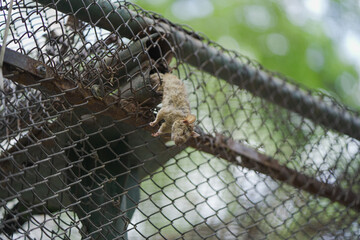 Dead mouse on steel grid,Animal trap gone wrong,
Trapped mouse on metal mesh,Fence wire rodent death,Dead rat stuck on fence stock photo.




