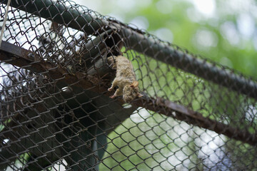 Dead mouse on steel grid,Animal trap gone wrong,
Trapped mouse on metal mesh,Fence wire rodent death,Dead rat stuck on fence stock photo.




