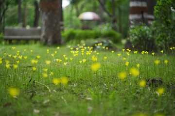 Yellow wildflowers in forest park,Blooming grass in natural garden,Closeup meadow with yellow flowers,
Floral greenery in natural park.Nature bloom in forest ground stock photo.




