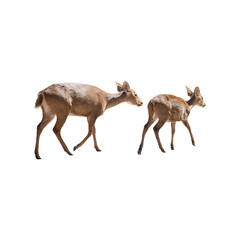 Deer isolated on white background